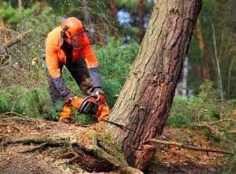 How Our Tree Care Process Works  in  Alexandria, KY